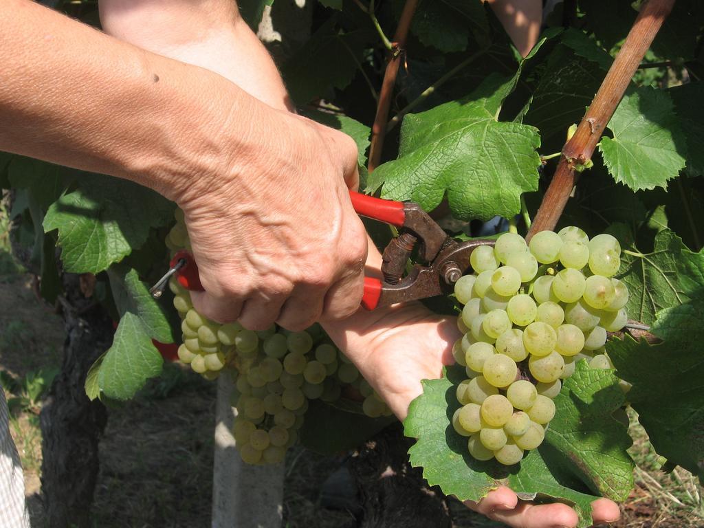 סן ג'אקומו Agriturismo Cascina Tollu מראה חיצוני תמונה
